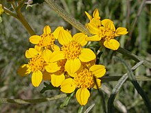 Eriophyllum confertiflorum 07.04.2003. jpg 