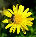 * Nomination Male hoverly on flower (Eristalinus taeniops) -- Alvesgaspar 21:03, 15 April 2015 (UTC) * Promotion Good quality --Charlesjsharp 12:01, 16 April 2015 (UTC)