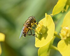 Mâle sur une inflorescence (cyathe) d'Euphorbia dendroides