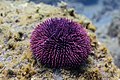 Erizo de mar violáceo (Sphaerechinus granularis), Madeira, Portugal, 2019-05-31, DD 36.jpg