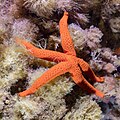 * Nomination Mediterranean red sea star (Echinaster sepositus), Cabo de Palos, Spain --Poco a poco 05:19, 8 June 2023 (UTC) * Promotion Good quality. --XRay 05:31, 8 June 2023 (UTC)
