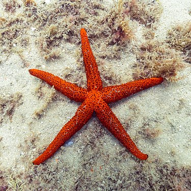 Mediterranean red sea star (Echinaster sepositus), Arrábida Natural Park, Portugal.