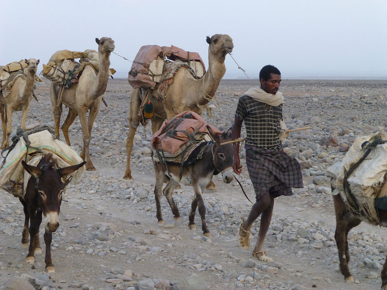 Route du sel 1280px-Ethiopie-R%C3%A9gion_Afar-Caravane_de_sel_%2820%29