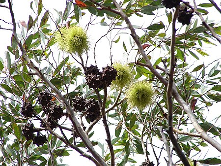 Tập_tin:Eucalyptus_conferruminata_1.jpg