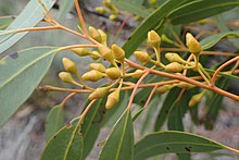 Flower buds Eucalyptus yilgarnensis buds.jpg