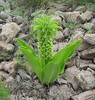 <i>Eucomis</i>