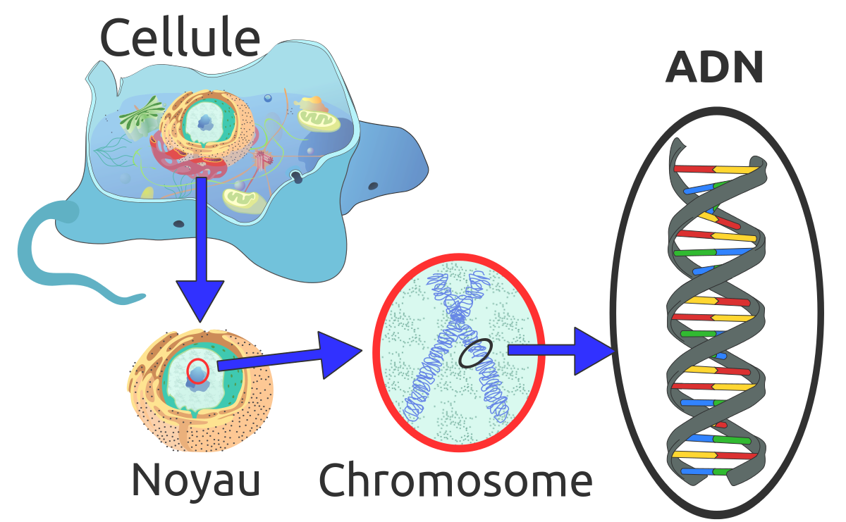 Qu'est-ce que l'ADN ? 1200px-Eukaryote_DNA-fr.svg