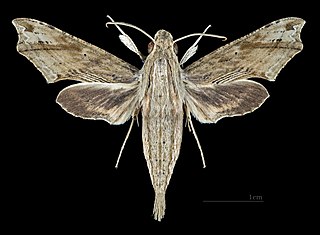 <i>Eupanacra malayana</i> Species of moth