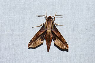 <i>Eupanacra mydon</i> Species of moth