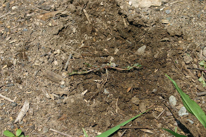 File:Euphorbia maculata young plant 002.JPG