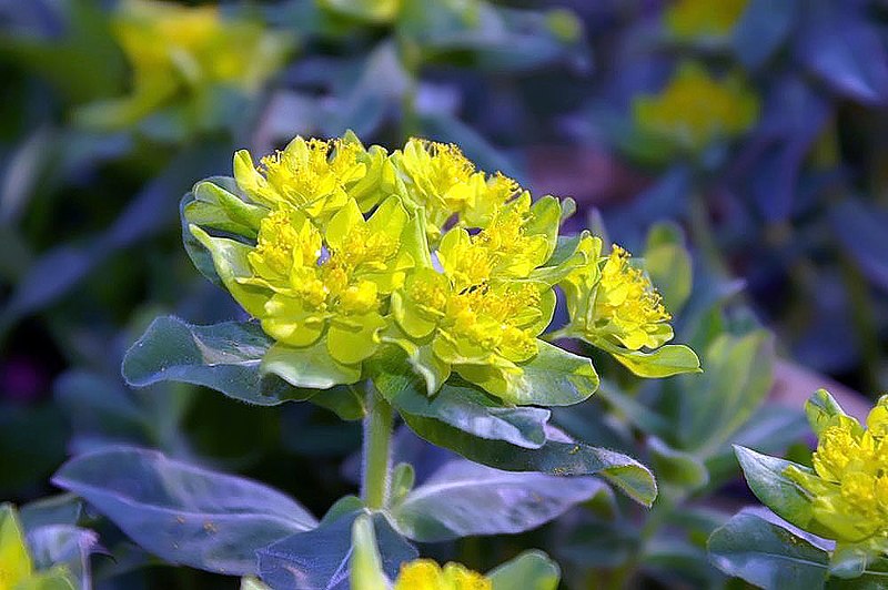 File:Euphorbia polychroma 1zz.jpg