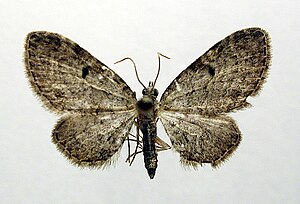 Eupithecia tenuiata02.jpg