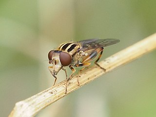 <i>Eurimyia</i> Genus of flies