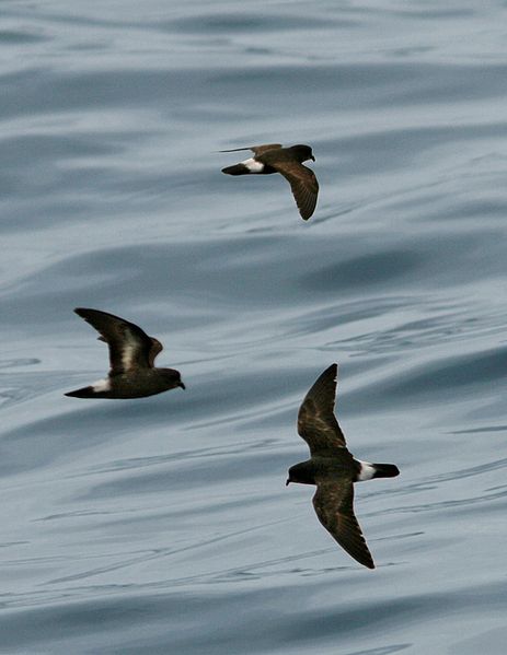 File:European Storm Petrel From The Crossley ID Guide Eastern Birds.jpg