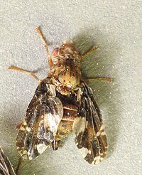 Goldenrod gall fly