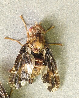 Goldenrod gall fly Species of fly