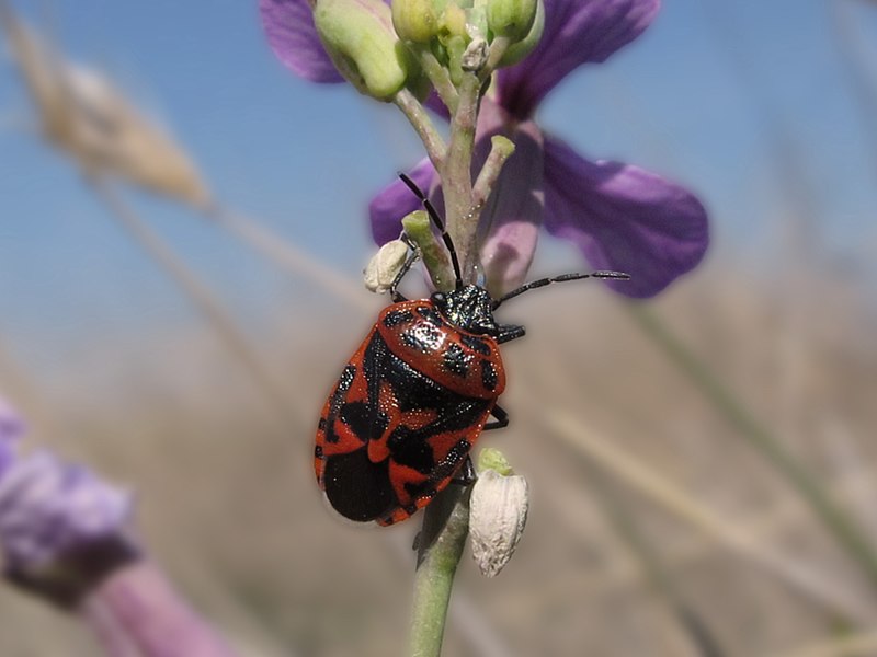 File:Eurydema sobre Moricandia arvensis (7030866405).jpg