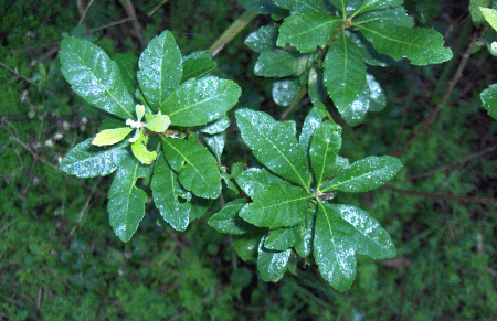 Myrica heterophylla