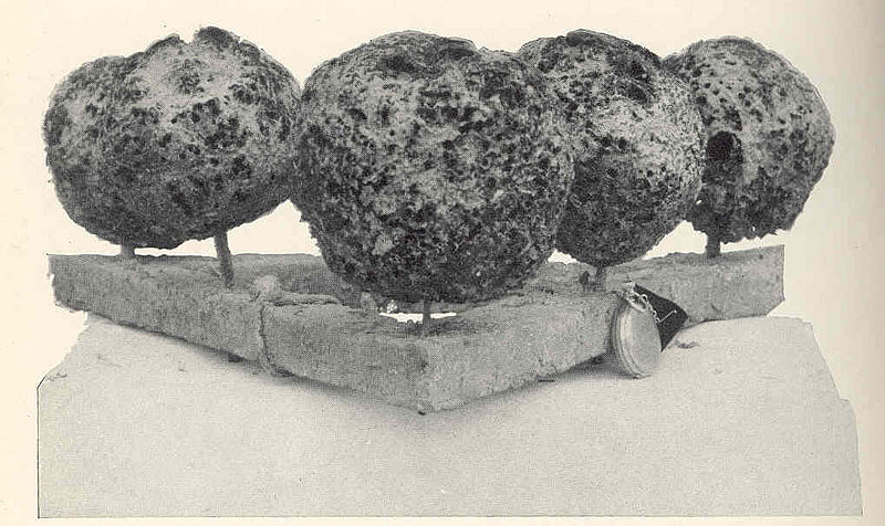 File:FMIB 42181 Sponges growing on cement triangles used in experimental plants of cuttings.jpeg