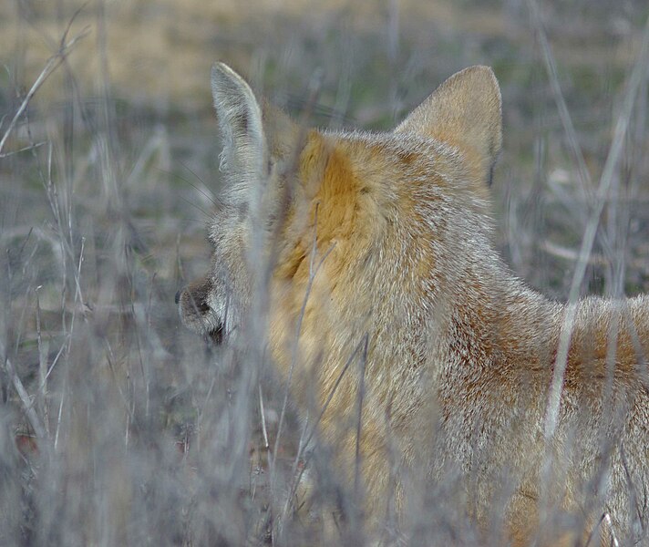 File:FOX, SAN JOAQUIN KIT (1-19-08) carrizo plain nat mon, slo co, ca -2 (2206024275).jpg