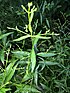 Fa thalay jawn ฟ้า ทะลาย โจร Andrographis paniculata green chirette.JPG