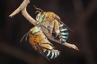 Blue banded bees found in lowland area of Northern Negros Natural Park. These Philippine native bees are one of the most colorful and beautiful bee species. Photograph: Kramthenik27 (CC BY-SA 4.0)