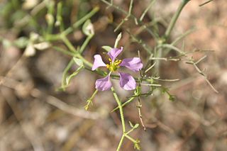 <i>Fagonia pachyacantha</i> Species of flowering plant