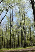 Forest, Silesian Beskids, Poland