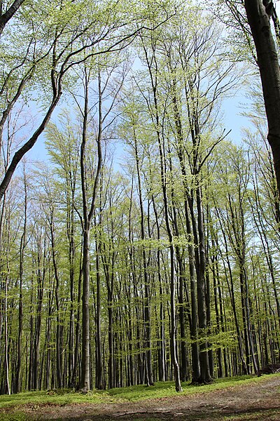 File:Fagus sylvatica forest Silesian Beskids.jpg