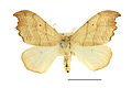 Falcaria lacertinaria insect collections SLU.JPG