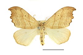 Falcaria lacertinaria （カギバガ科カギバガ亜科）
