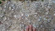 Fencepost limestone Ostrea congesta bed 20160626.jpg