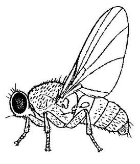 <i>Fergusonina</i> Genus of flies