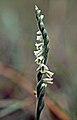 Spiranthes spiralis