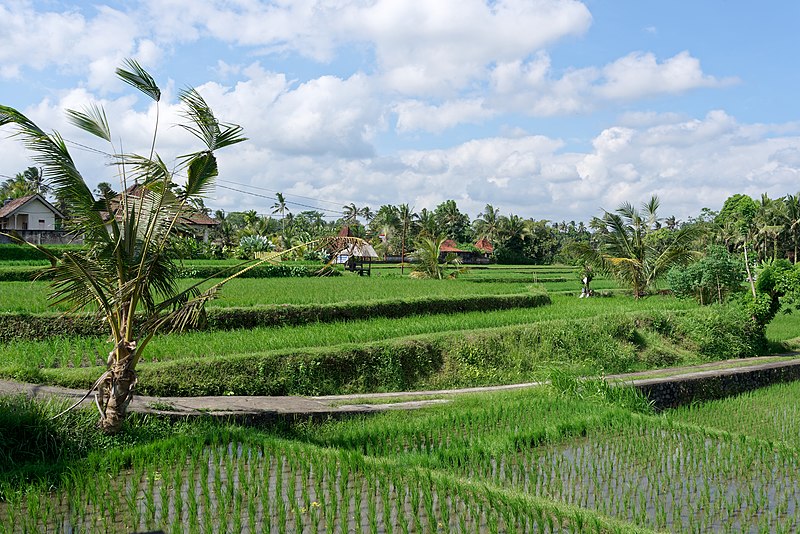 File:Fields in Ubud, Bali, Indonesia, 20220822 1344 0125.jpg