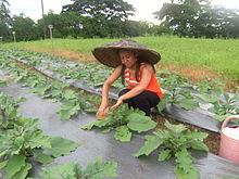 Application of urine on eggplants during a comprehensive urine application field testing study at Xavier University, Philippines Fig 2 - REPULO - urine reuse - Philippines (6519920661).jpg