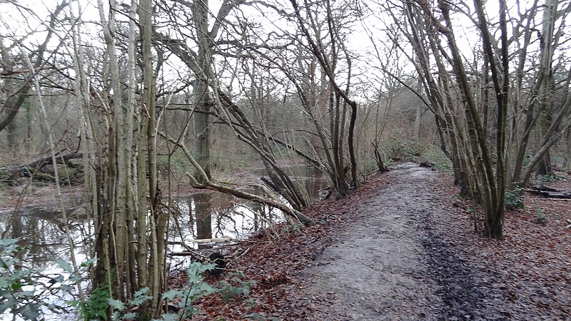 File:Fishpond Wood 1.JPG