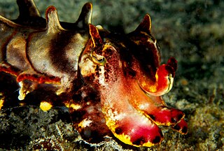 <i>Metasepia pfefferi</i> Species of cuttlefish