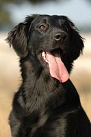 Flatcoat retriever 2.jpg