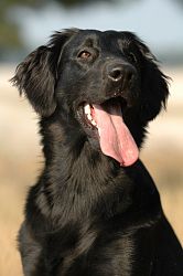 Flatcoat retriever 2.jpg