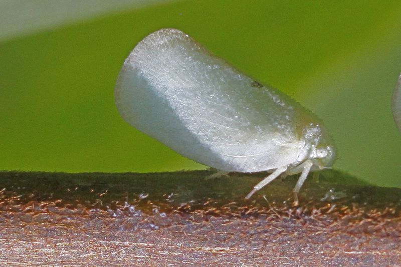 File:Flatid Planthopper - Leesylvania State Park, Va.jpg