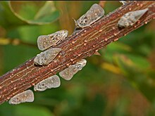 Adult citrus flatid planthoppers Flatidae - Metcalfa pruinosa-1.JPG