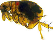 Flea infected with yersinia pestis.jpg