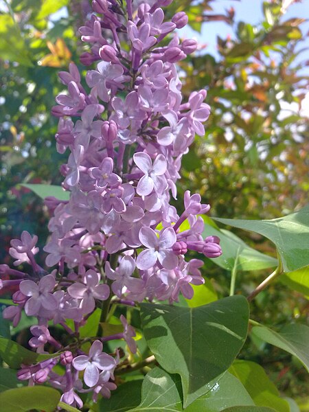 File:Fleurs de lilas mauve à Grez-Doiceau 001.jpg