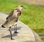 Flickr - Dario Sanches - QUERO-QUERO (Vanellus chilensis) (3).jpg