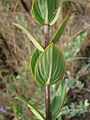 Lodyha Diplusodon floribundus