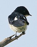 Flickr - Rainbirder - Pied-winged Swallow( Hirundo leucosoma).jpg