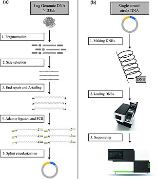 <span class="mw-page-title-main">DNA nanoball sequencing</span> DNA sequencing technology