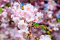 * Nomination: Flowers of Japanese cherry (Prunus serrulata). --Ankara 13:37, 1 May 2011 (UTC) * * Review needed