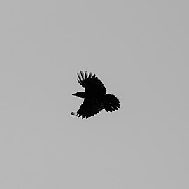 Flying American crow (Corvus brachyrhynchos), Great Wass Island Preserve hiking trail, Maine, US